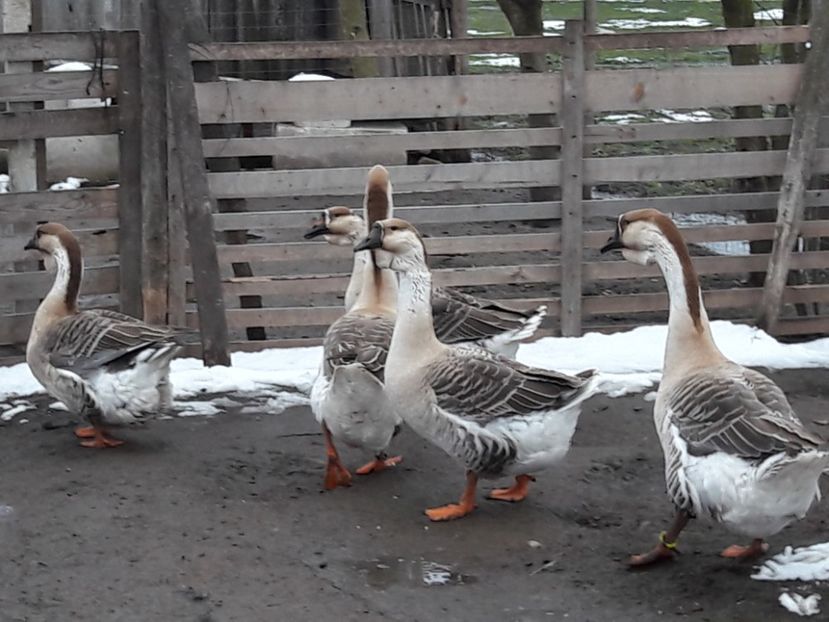 20180324_171601(0) - e Gaste Africane 2018