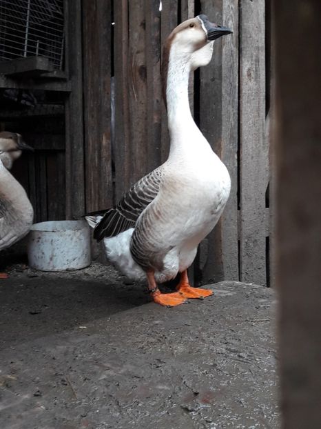  - e Gaste Africane 2018