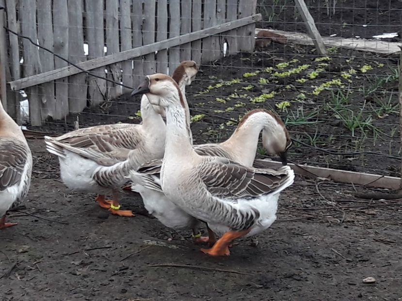  - e Gaste Africane 2018