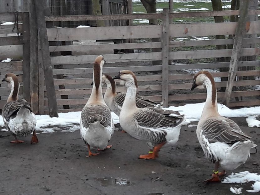  - e Gaste Africane 2018