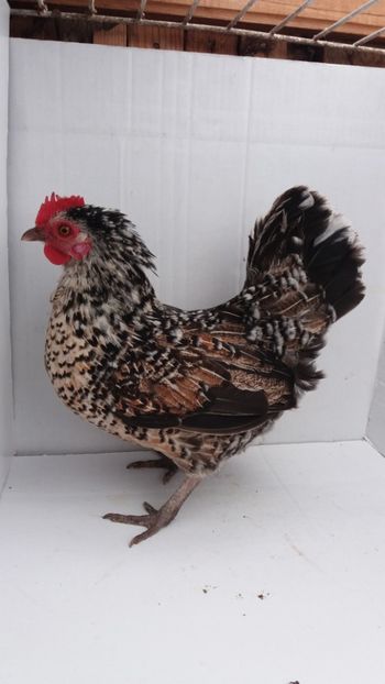 vanduta - De vanzare gainuse mi de flori