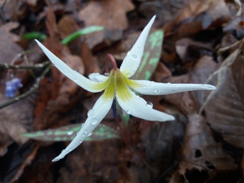  - La țară în MARTIE 2018