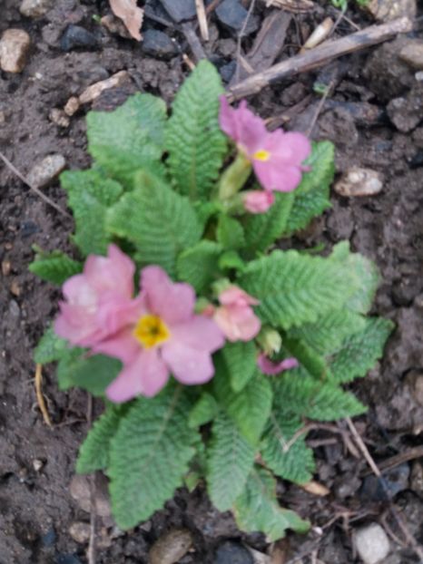  - La țară în MARTIE 2018