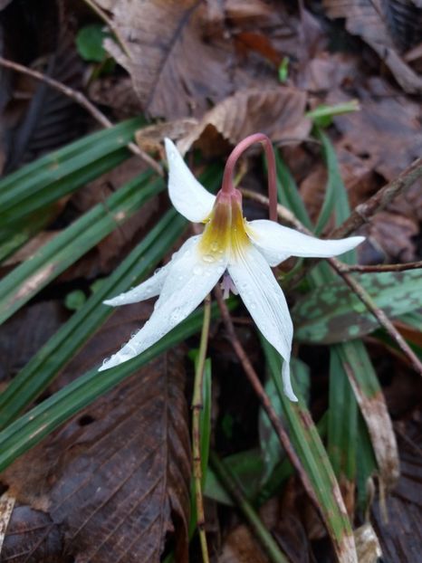  - La țară în MARTIE 2018