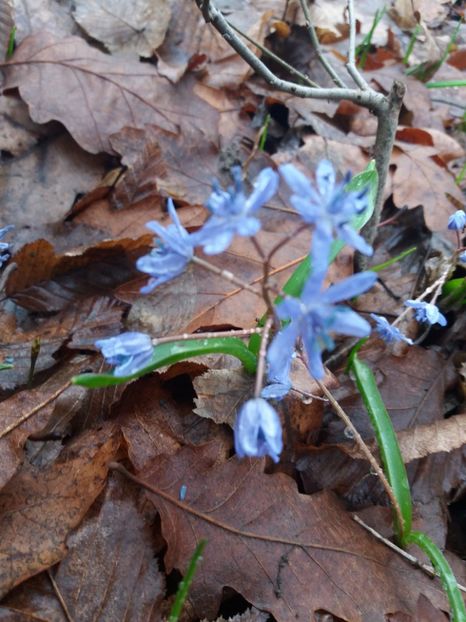 - La țară în MARTIE 2018