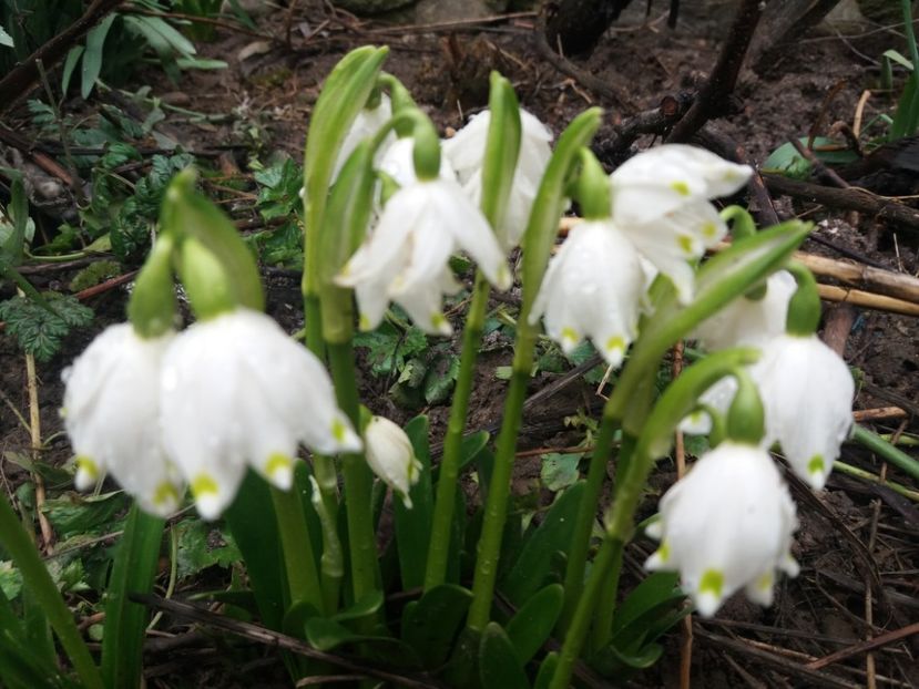  - La țară în MARTIE 2018