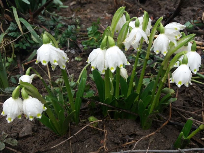  - La țară în MARTIE 2018