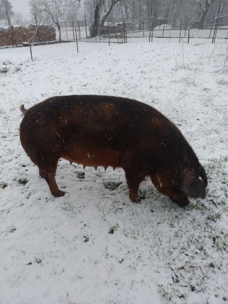  - Scroafa duroc fătarea Nr 3