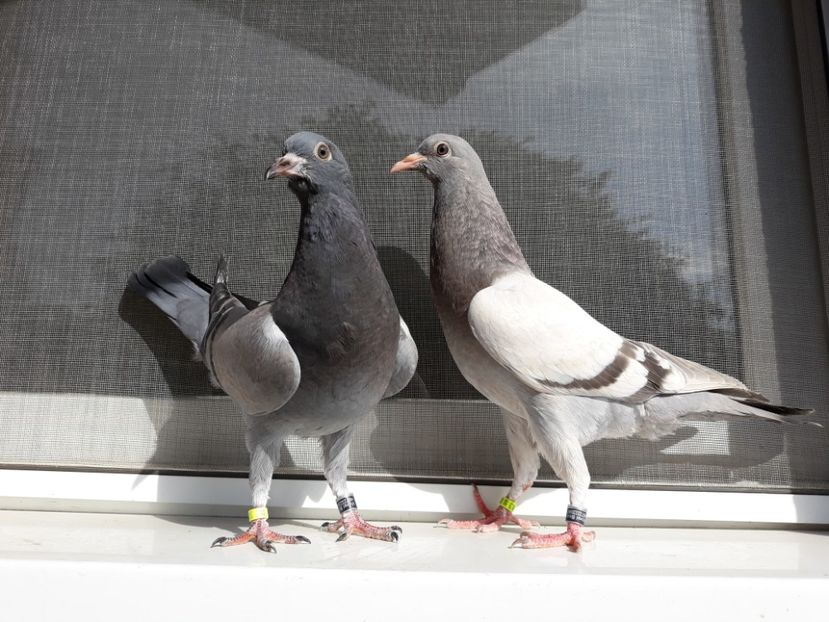 14_1 femele horseman - 2017_Pui