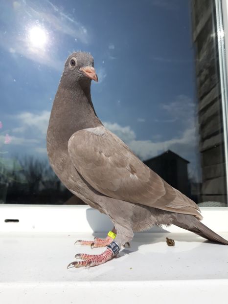 12_2 inel: - 2017_Pui