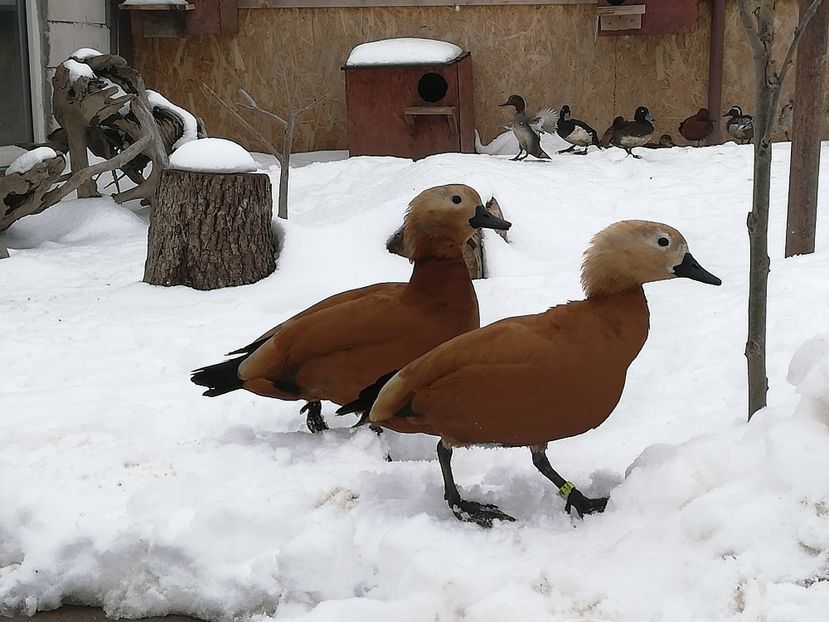  - Gaste Califar Roșu