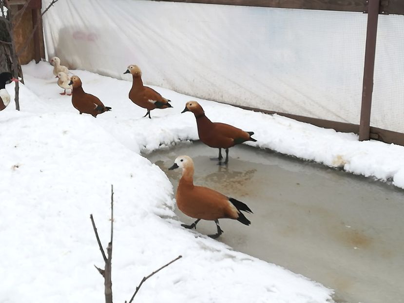  - Gaste Califar Roșu