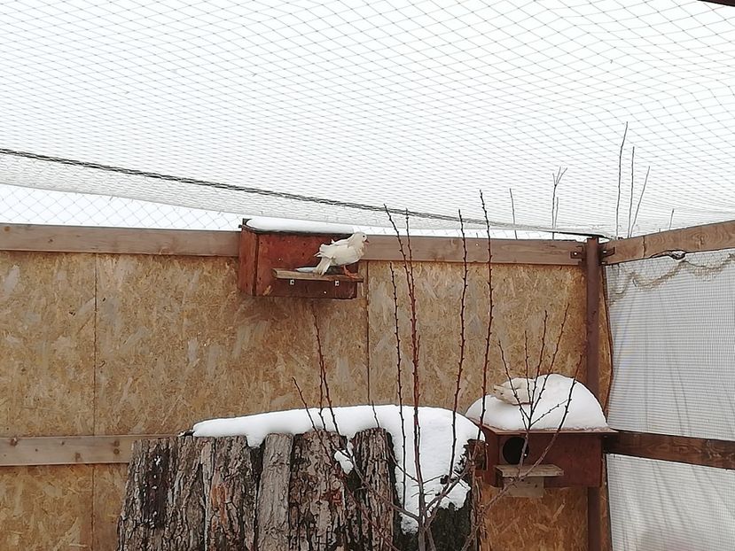 - Rate Mandarine Standard Albe Galbene și Roșii