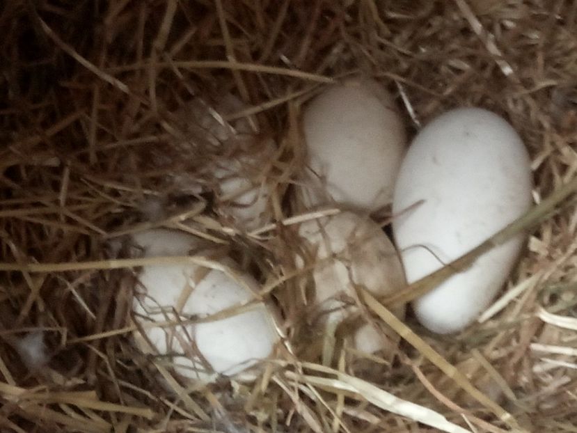 Gata cuibul, gata ouale - Gâște 2018 și 2019