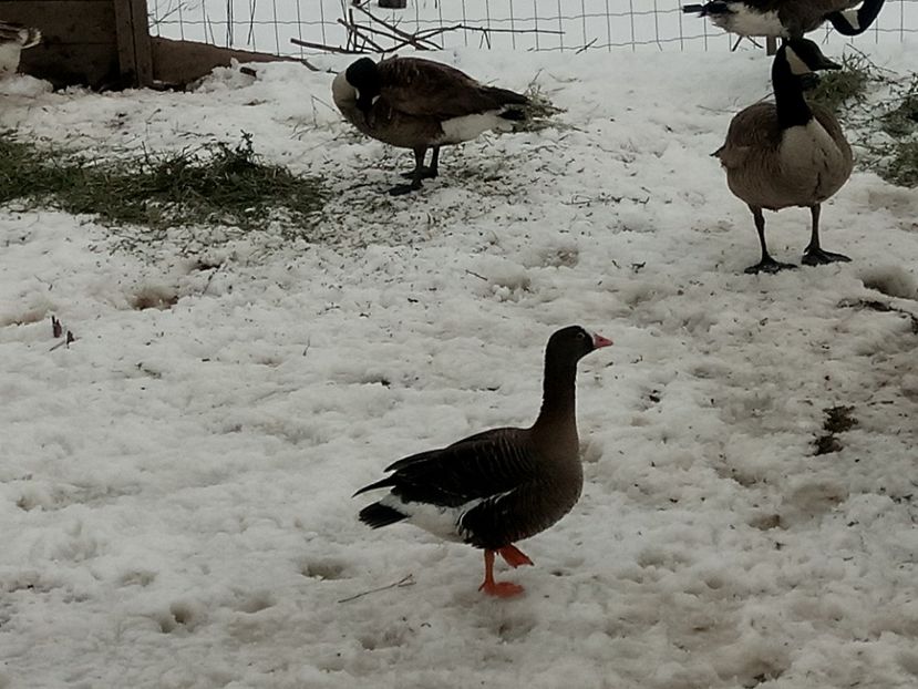 Mic dar periculos tare! - Gâște 2018 și 2019