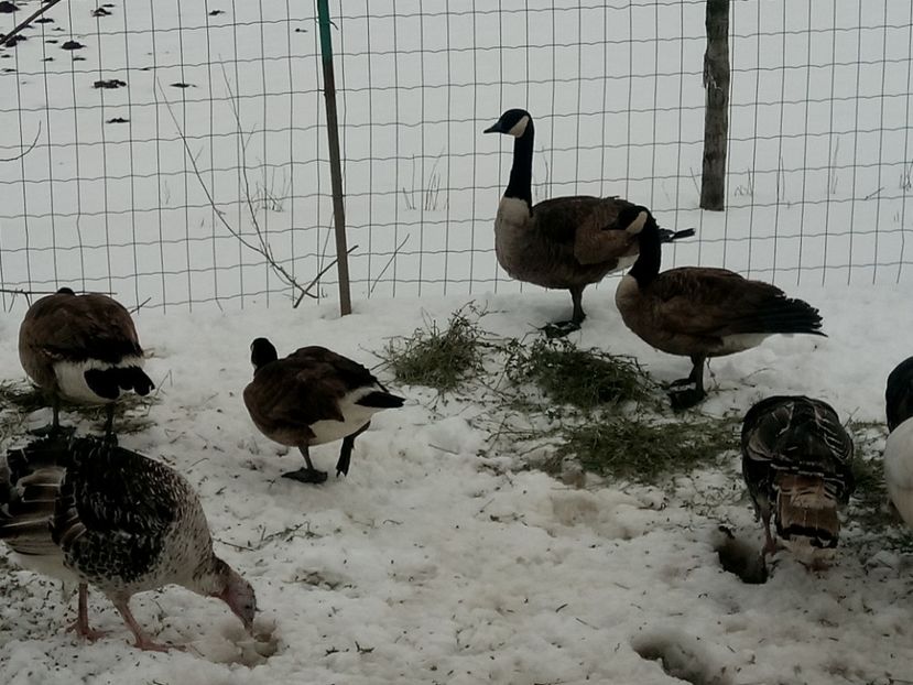 American style - Gâște 2018 și 2019