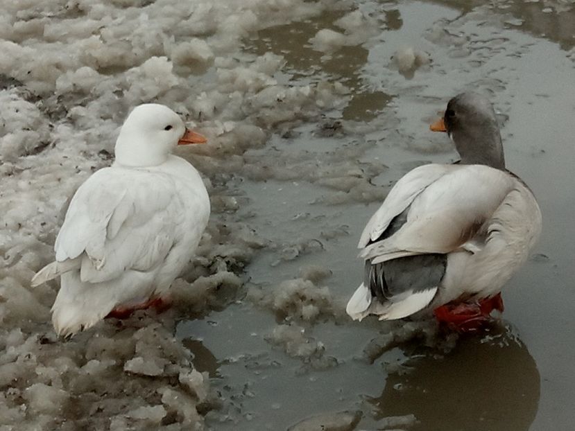 Pereche - C3 - Rate pitice - Call duck - Zwergenten