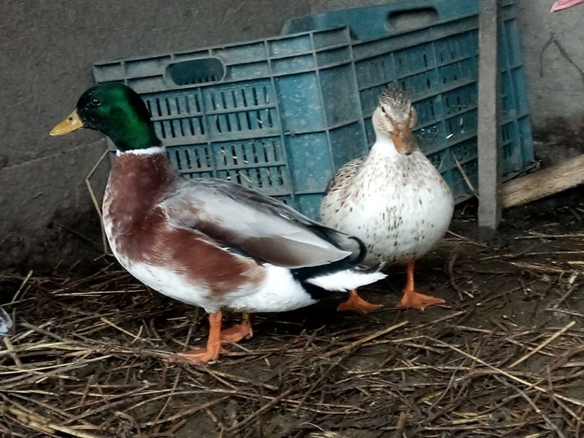 Noile sosite - C3 - Rate pitice - Call duck - Zwergenten