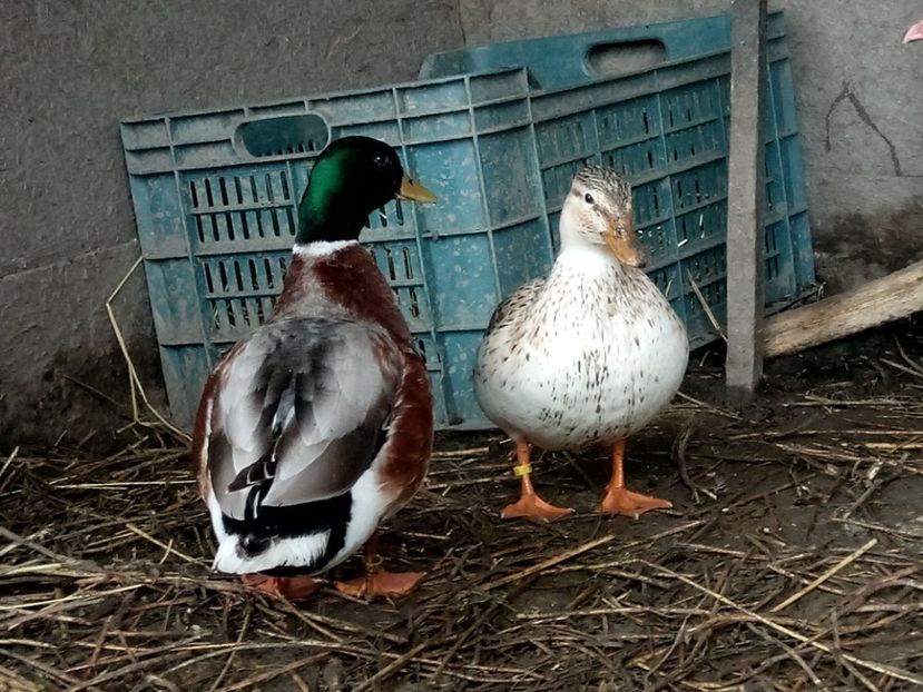 ... - C3 - Rate pitice - Call duck - Zwergenten