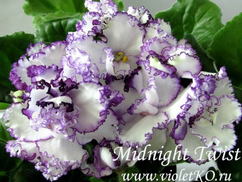 midnight twist - VIOLETE DE PARMA - DORINTE