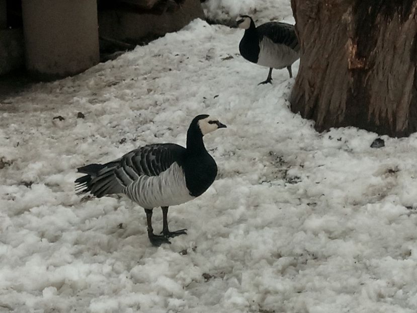 A doua pereche - B5 - Gaste indiene si calugarite plus alte specii