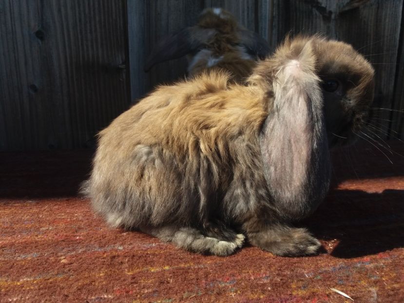 1.0 thuringer! - Cuib nr 1 din 15 02 2018