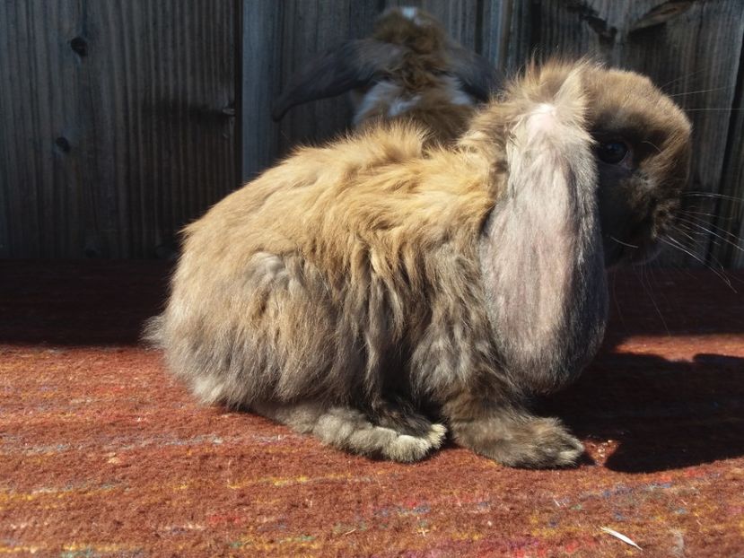 5 saptamani! - Cuib nr 1 din 15 02 2018