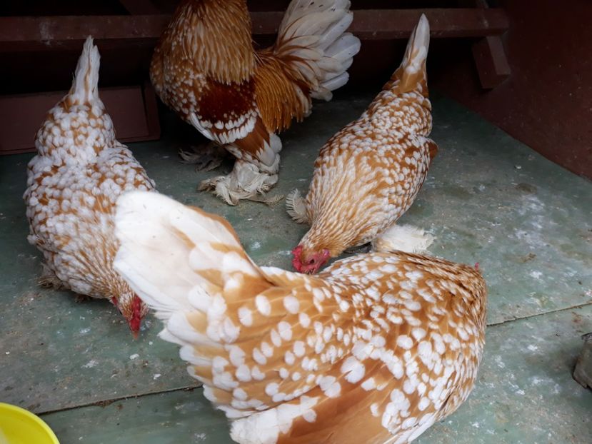  - Mi de Flori Galben - Alb Matca 2018