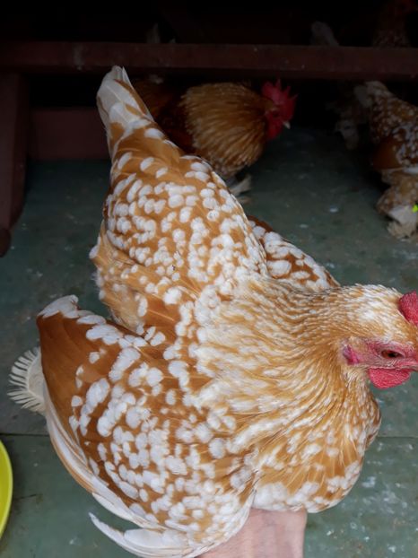  - Mi de Flori Galben - Alb Matca 2018