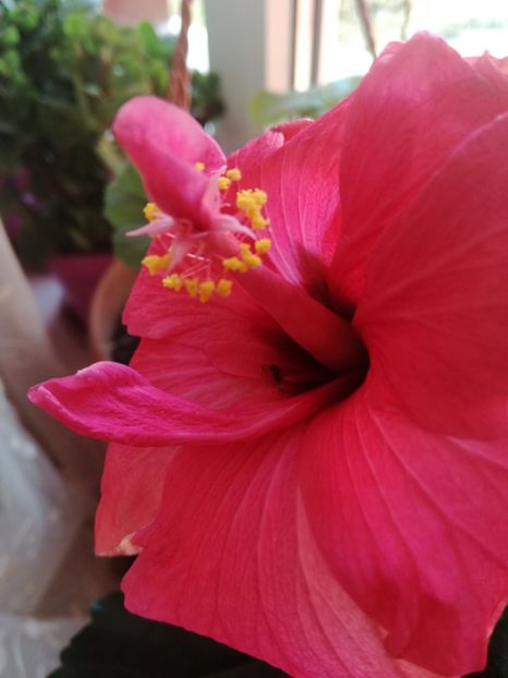  - Hibiscus