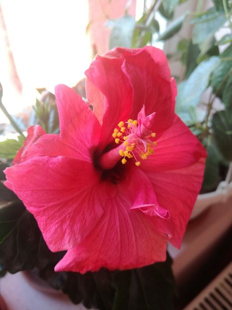  - Hibiscus