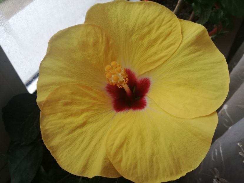  - Hibiscus