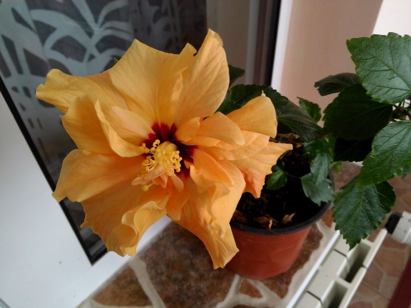 Portocaliu batut - Poze 2017