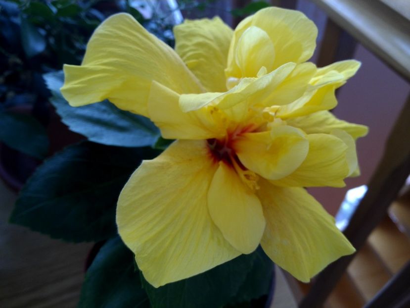 Galben batut - Poze 2017