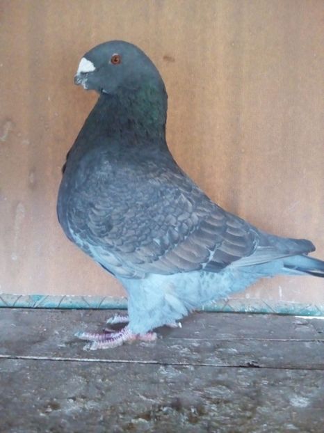 M 2015 H - Perechi 2018