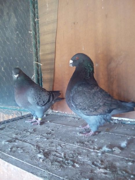 Per.3 - Perechi 2018