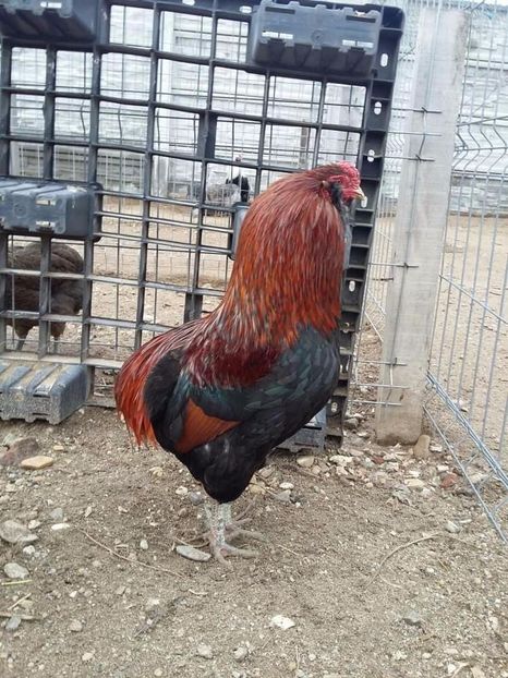 received_1930400737001738 - Araucana Potarnichiu