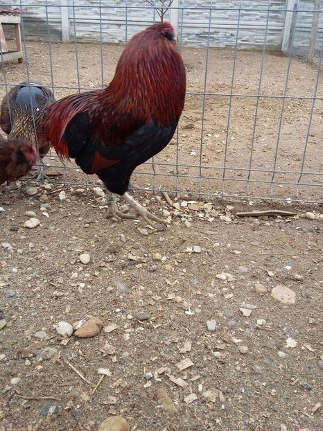 received_1930400723668406 - Araucana Potarnichiu