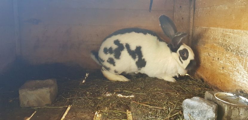  - Iepuri Urias pestrit german - Fluture german