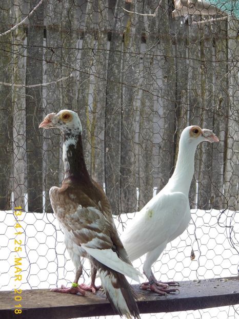 PERECHE.1-0.2017 si 0-1.2016 - CARRIER PT MATCA 2018