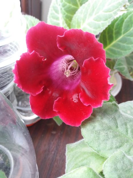  - Gloxinia