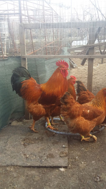 Linia 2 New Hampshire - 2018 New Hampshire