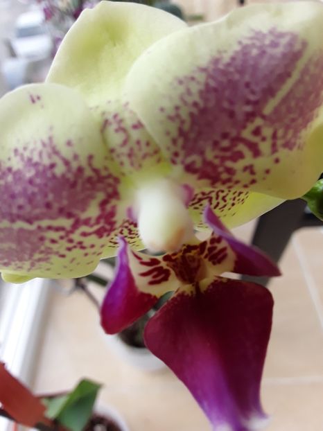  - orhidee 20 15 - reinflorire 2016-2018-2019