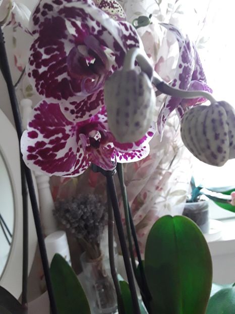  - orhidee 20 15 - reinflorire 2016-2018-2019