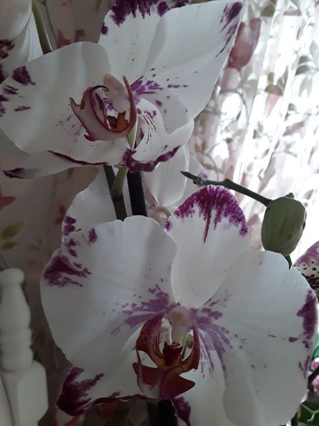  - orhidee 20 15 - reinflorire 2016-2018-2019