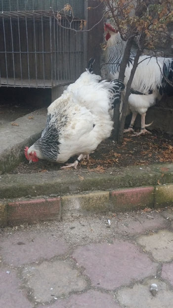 Gaini Sussex - 2018 Sussex