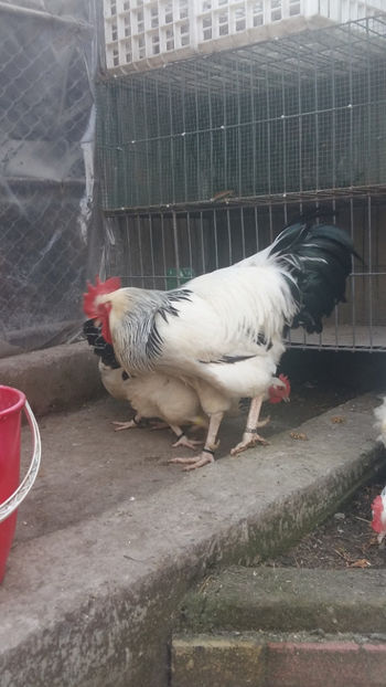 Cocos Sussex - 2018 Sussex