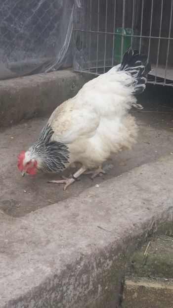 Gaina Sussex - 2018 Sussex