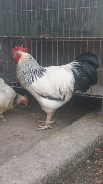 Cocos Sussex - 2018 Sussex