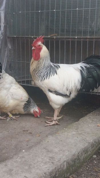 Cocos Sussex - 2018 Sussex